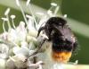 Bombus sp.